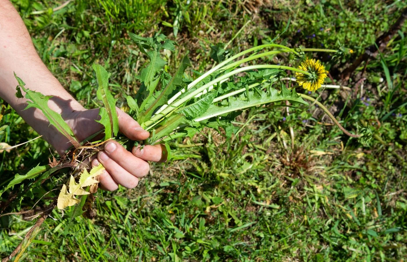 This little-known essential oil can weed better than any chemical product