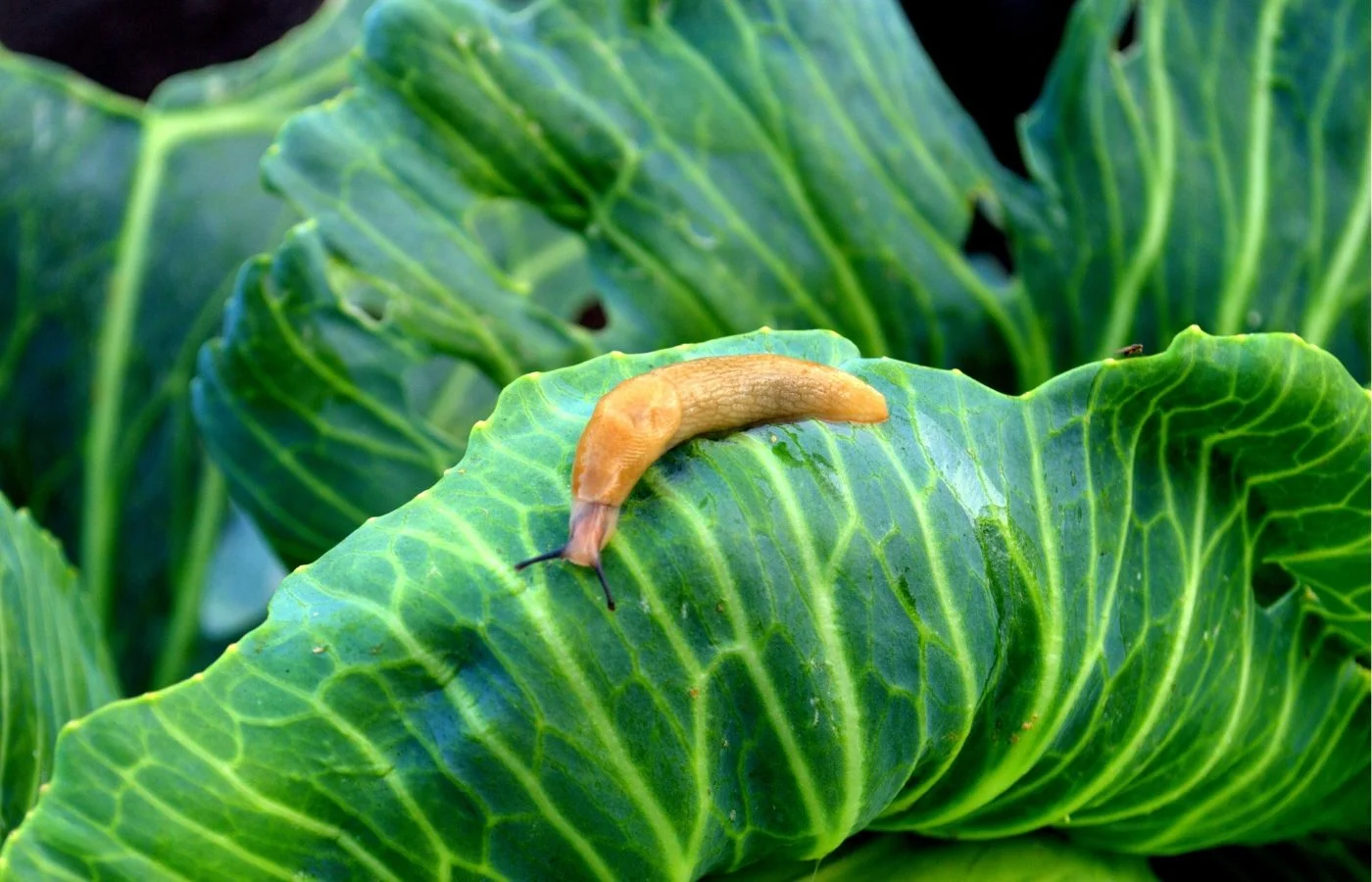 7 slug-resistant plants to protect your garden without chemicals