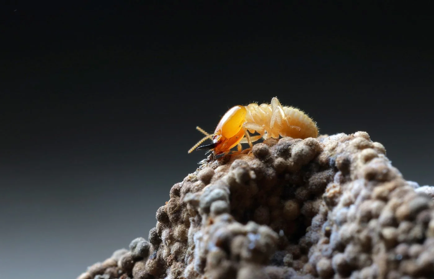 Termites: how to eliminate them for good with these effective solutions