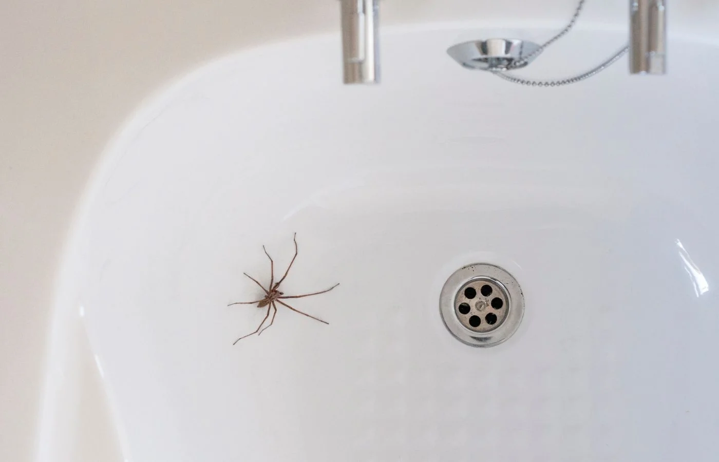 What are the most effective spider repellents?