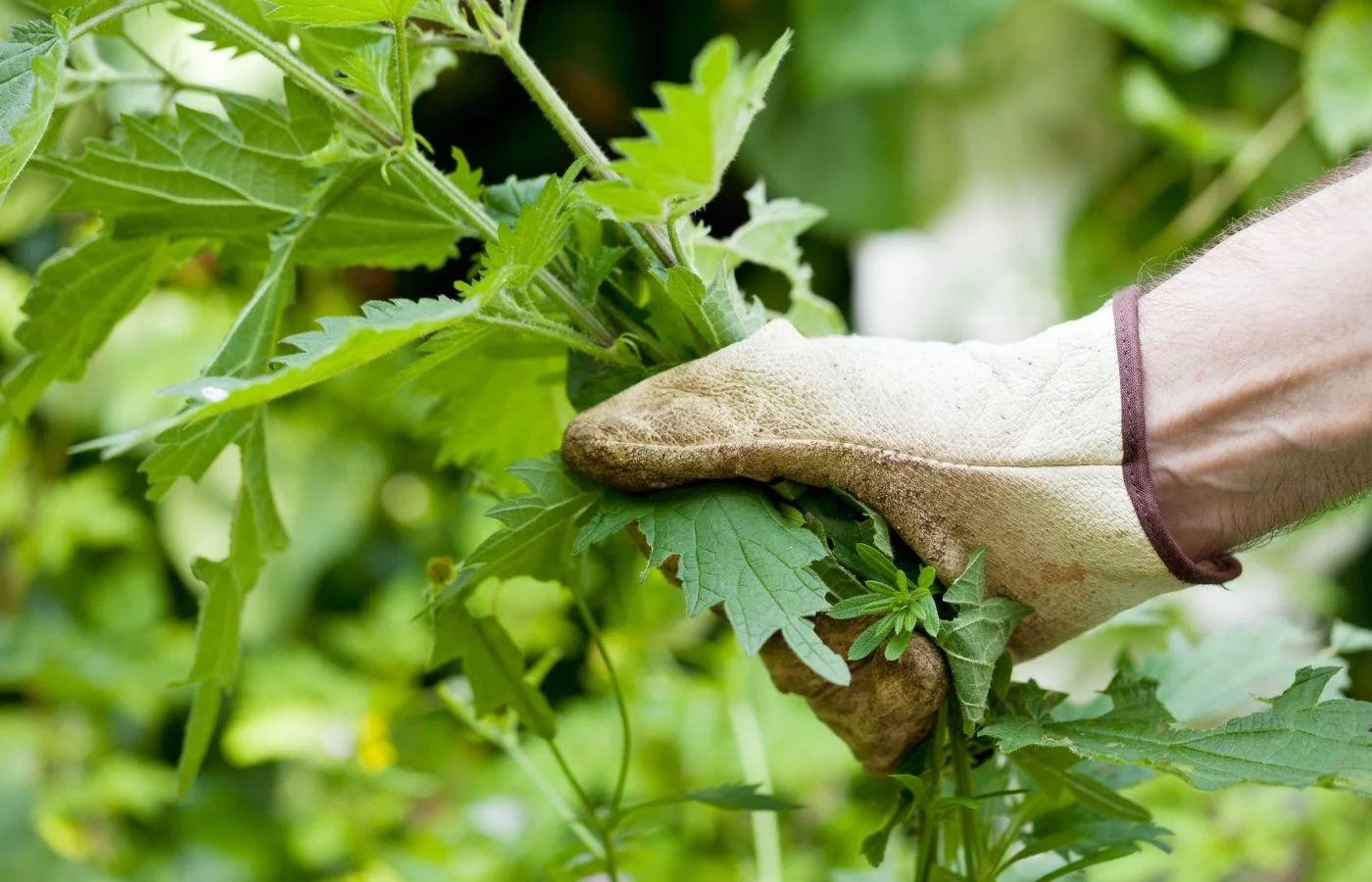 Chemical-free weeding: is boiling water the miracle solution?