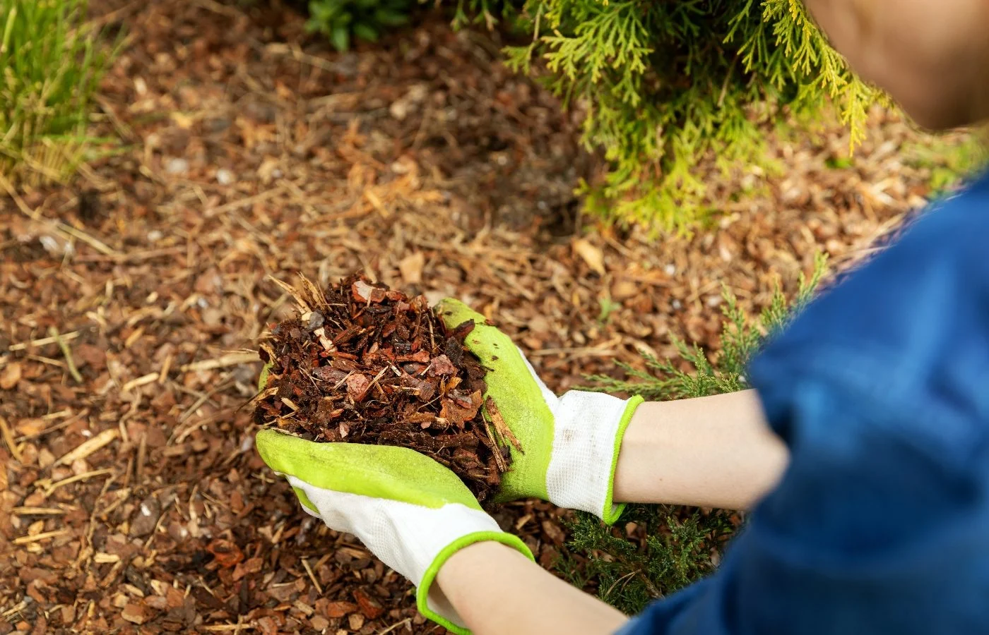 What are the benefits of mulching for your garden?